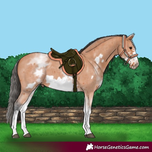 Horse Color:White Spotted Bay Sabino Frame