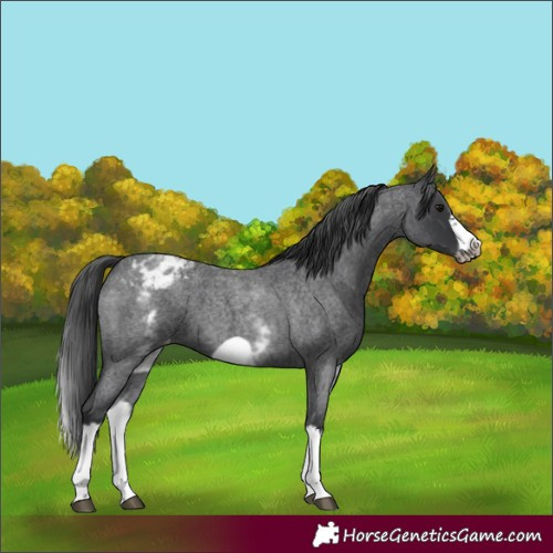 Horse Color:White Spotted Blue Roan Splash Frame Varnish 