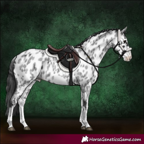 Horse Color:White Spotted Blue Roan Splash Frame Leopard