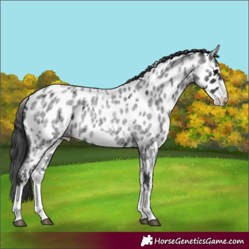 Horse Color:White Spotted Blue Roan Splash Frame Appaloosa 