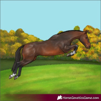 Horse Color:Bay 