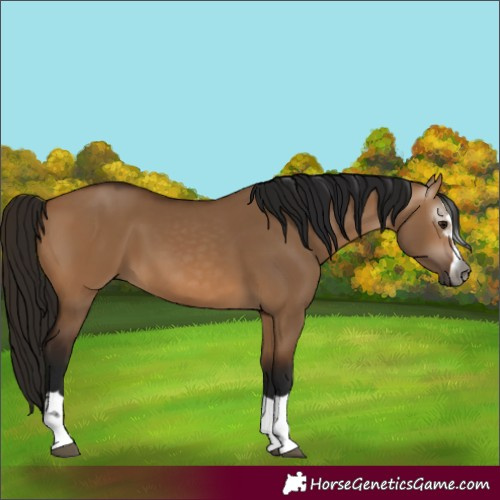 Horse Color:Gray Bay Dun 