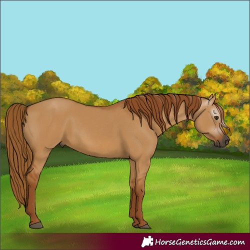 Horse Color:Gray Red Dun 