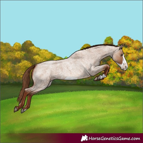 Horse Color:Red Dun Roan Frame