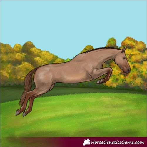 Horse Color:Red Dun 