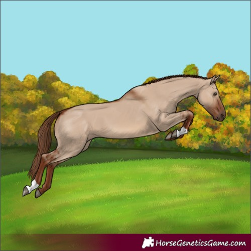 Horse Color:Red Dun