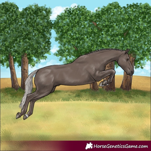 Horse Color:Silver Black 