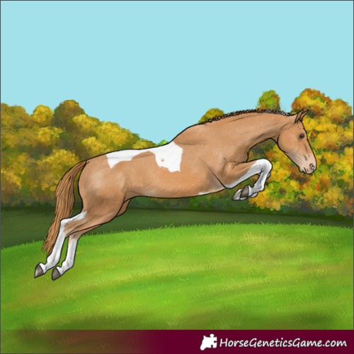 Horse Color:Chestnut Tobiano Appaloosa