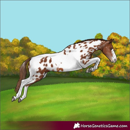 Horse Color:Chestnut Tobiano Appaloosa