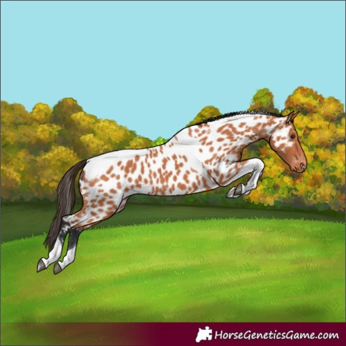 Horse Color:Bay Tobiano Appaloosa 