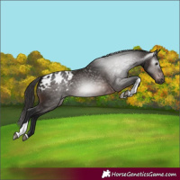 Horse Color:Gray Bay Tobiano Appaloosa 