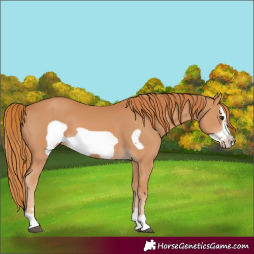 Horse Color:Chestnut Frame 