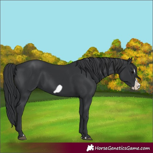 Horse Color:Black Frame 