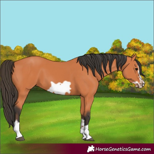 Horse Color:Bay Frame 