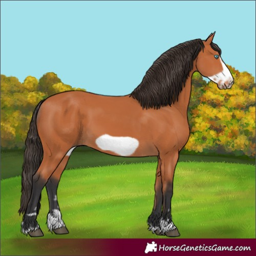 Horse Color:Bay Frame 