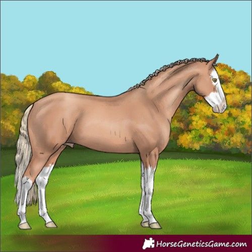 Horse Color:Gold Champagne Splash 