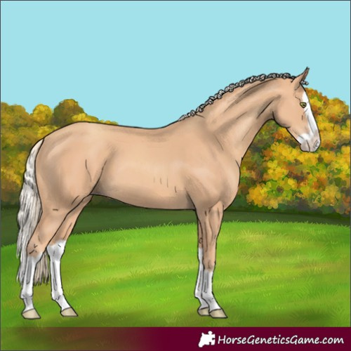Horse Color:Gold Champagne Splash