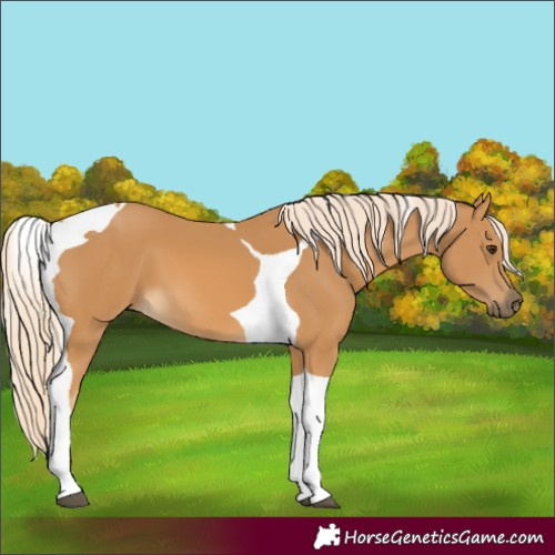 Horse Color:Palomino Tobiano 