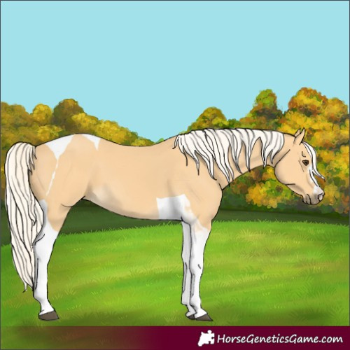 Horse Color:Palomino Tobiano 