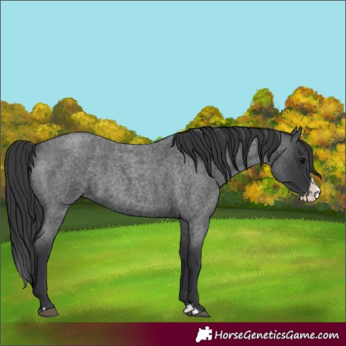 Horse Color:Blue Roan Splash