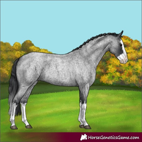 Horse Color:Blue Roan Splash 