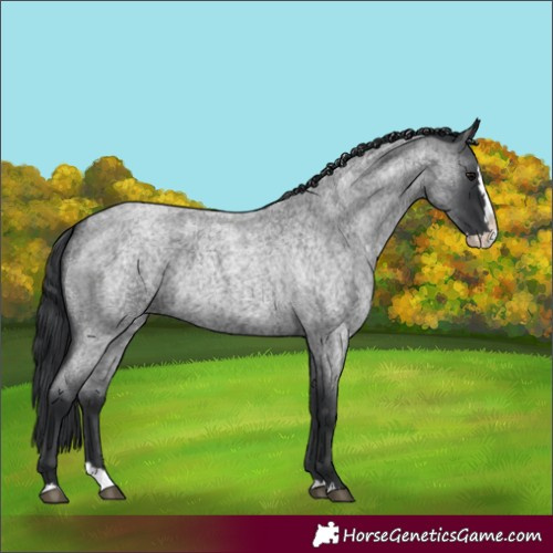Horse Color:Blue Roan Splash 