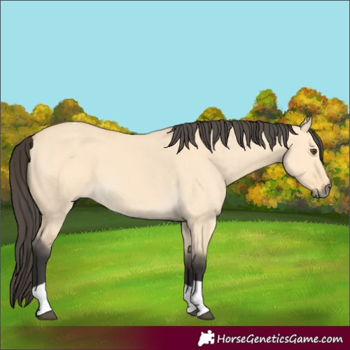 Horse Color:Buckskin Dun Tobiano