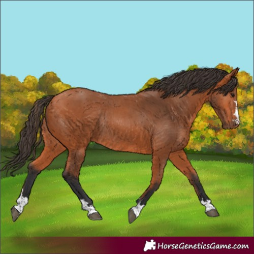 Horse Color:Bay Rabicano 