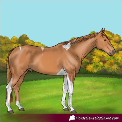 Horse Color:Unknown 