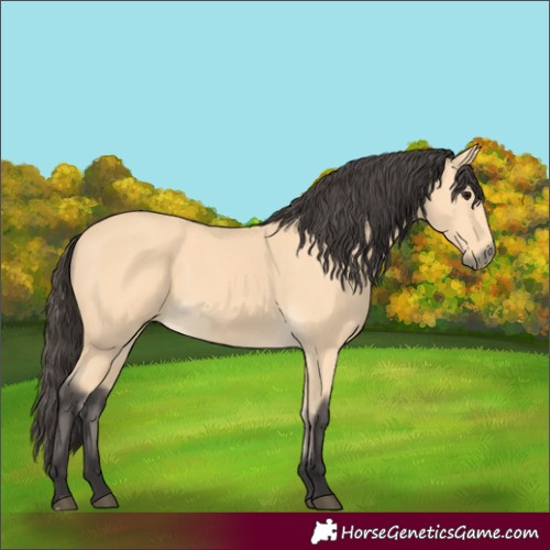 Horse Color:Buckskin 