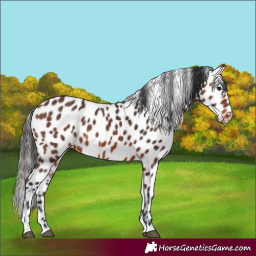 Horse Color:Bay Leopard 
