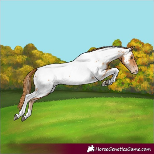 Horse Color:Chestnut Tobiano Appaloosa
