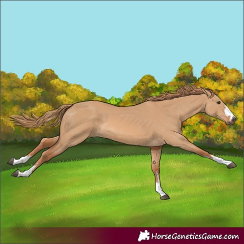 Horse Color:Unknown 