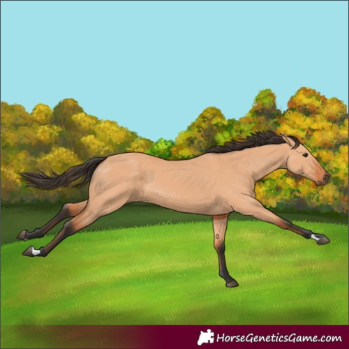 Horse Color:Unknown 