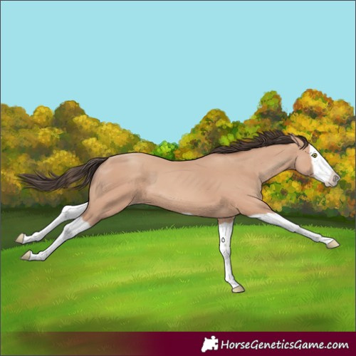 Horse Color:Unknown 