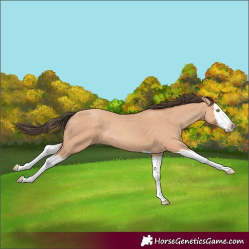 Horse Color:Unknown 