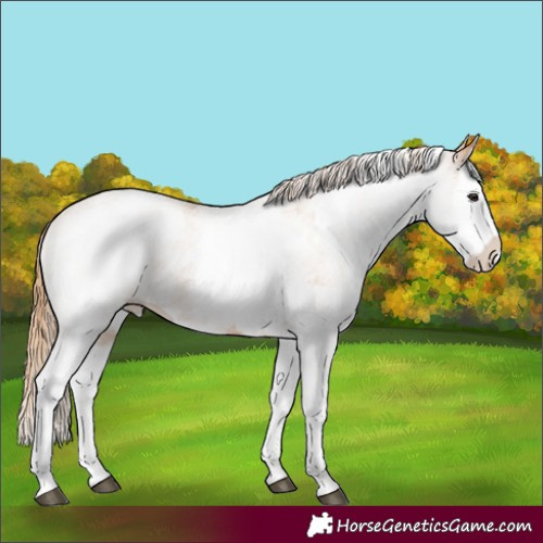 Horse Color:White Spotted Red Roan Splash
