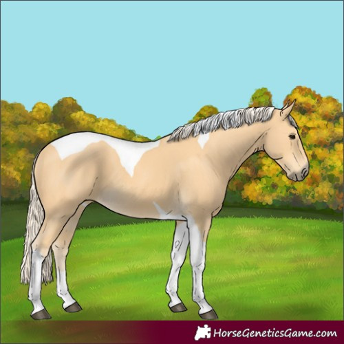 Horse Color:Palomino Tobiano