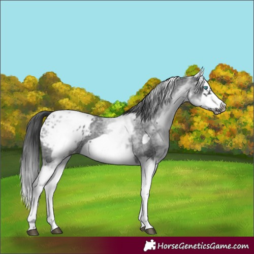 Horse Color:White Spotted Blue Roan Splash Frame Blanket 
