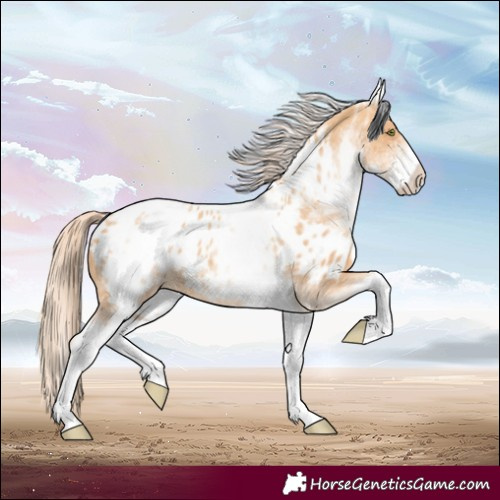 Horse Color:White Spotted Gold Champagne Appaloosa