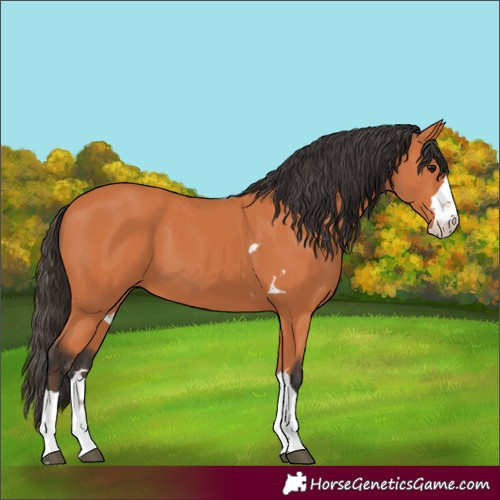 Horse Color:Bay 
