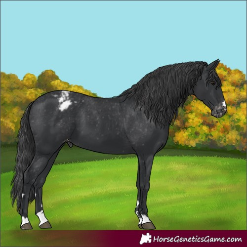 Horse Color:Black Appaloosa 