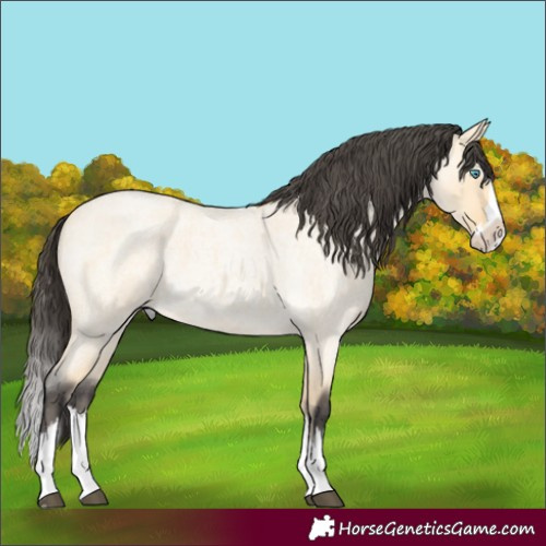 Horse Color:Buckskin Roan Dun Splash