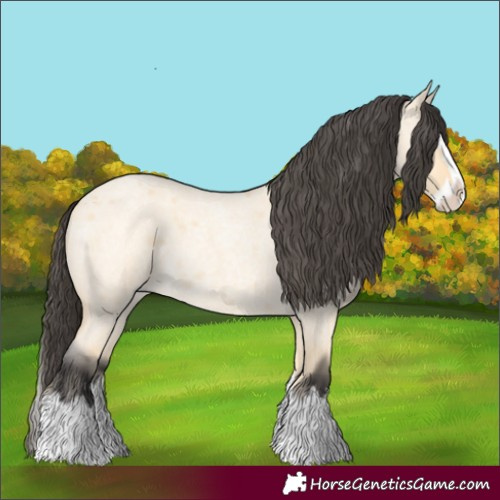 Horse Color:Buckskin Roan Dun Splash