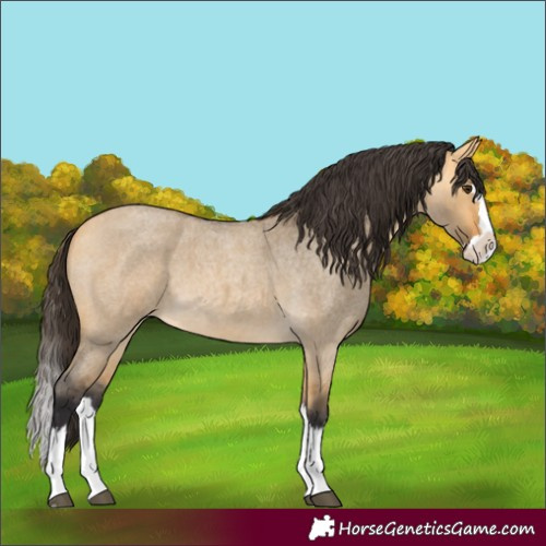 Horse Color:Buckskin Roan Dun Splash