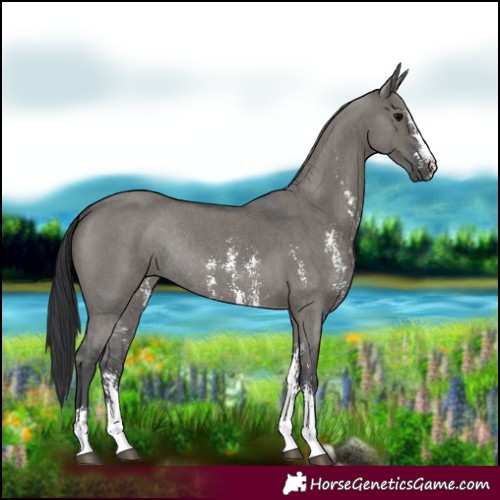 Horse Color:Grullo Sabino Rabicano 