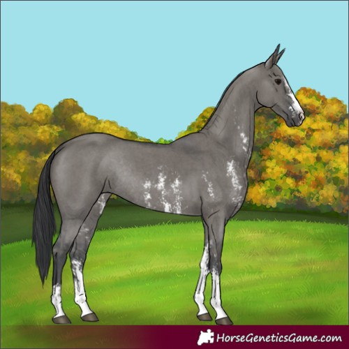 Horse Color:Grullo Sabino Rabicano 