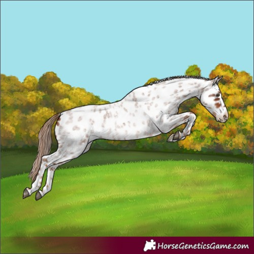 Horse Color:Red Roan Leopard 