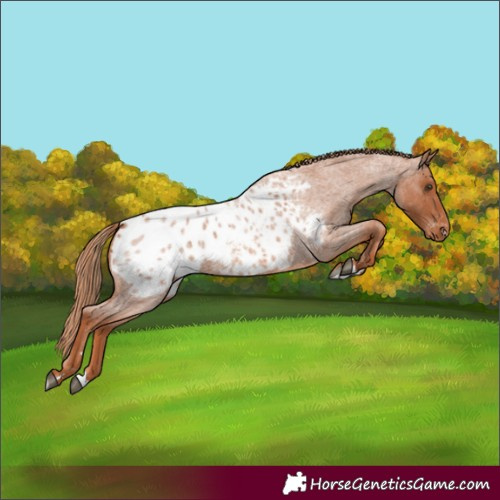 Horse Color:Red Roan Appaloosa