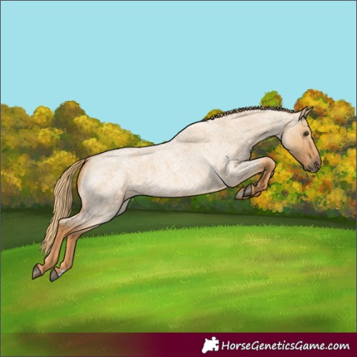 Horse Color:Red Dun Roan